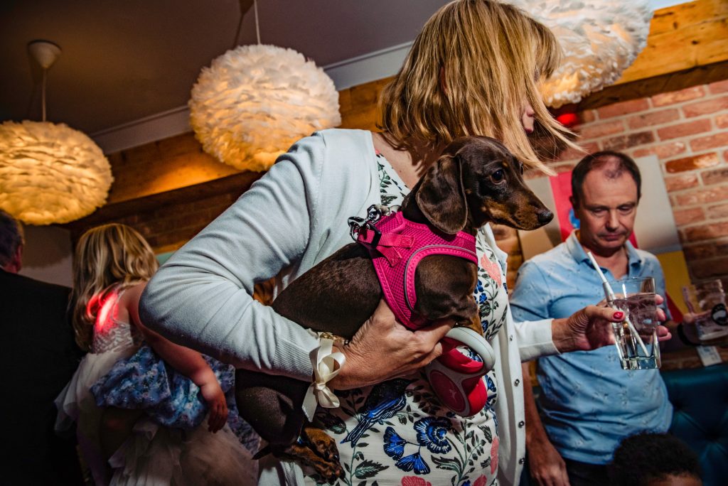 Guest holding a small dachshund in a pink harness during a joyful wedding reception.