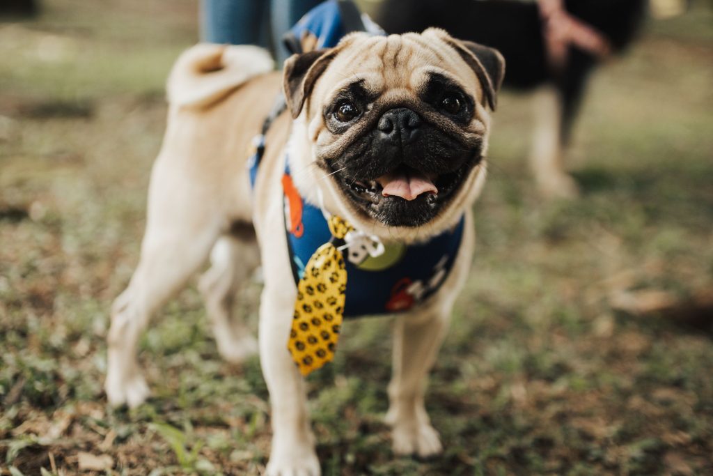 Happy pug wearing a yellow tie and harness attending a relaxed outdoor wedding celebration.