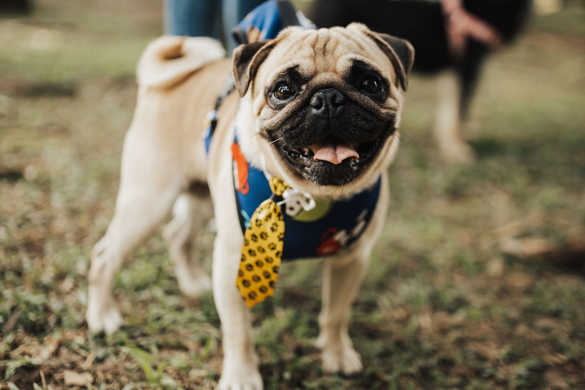 Happy pug wearing a yellow tie and harness attending a relaxed outdoor wedding celebration.