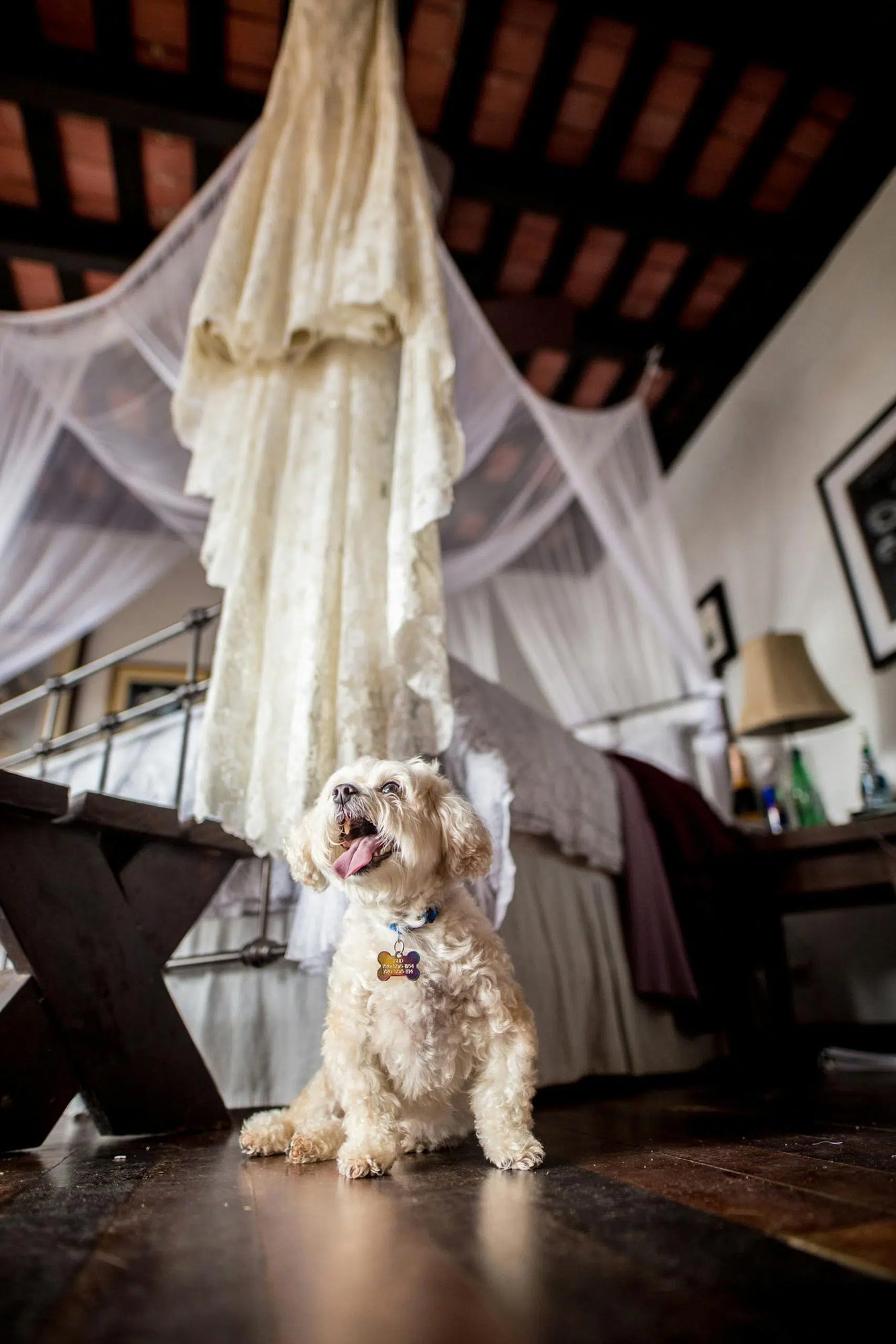 Small dog sitting on wooden floor beneath hanging wedding dress during quiet getting ready moment.