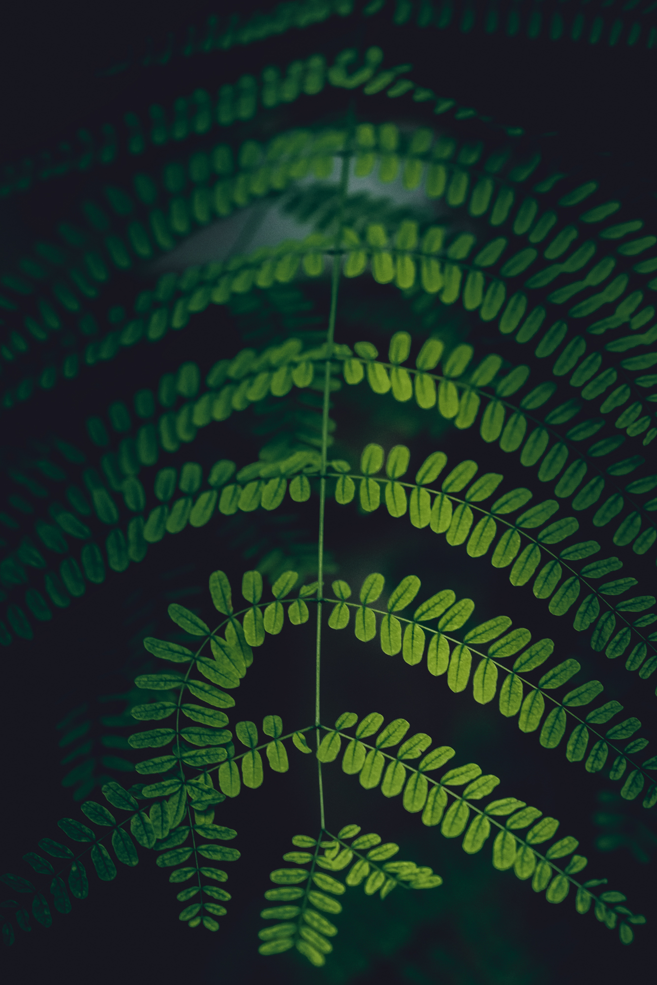 Fern leaves layered in soft light inside ELTE Botanical Garden greenhouse, Budapest.