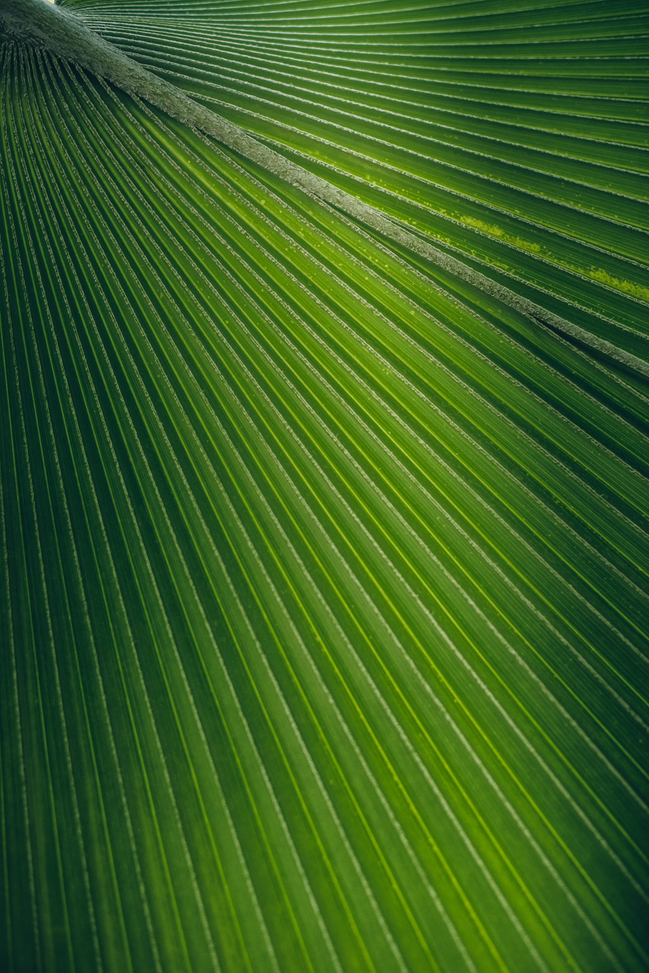 Close-up of palm leaf texture with diagonal lines in Füvészkert botanical garden.