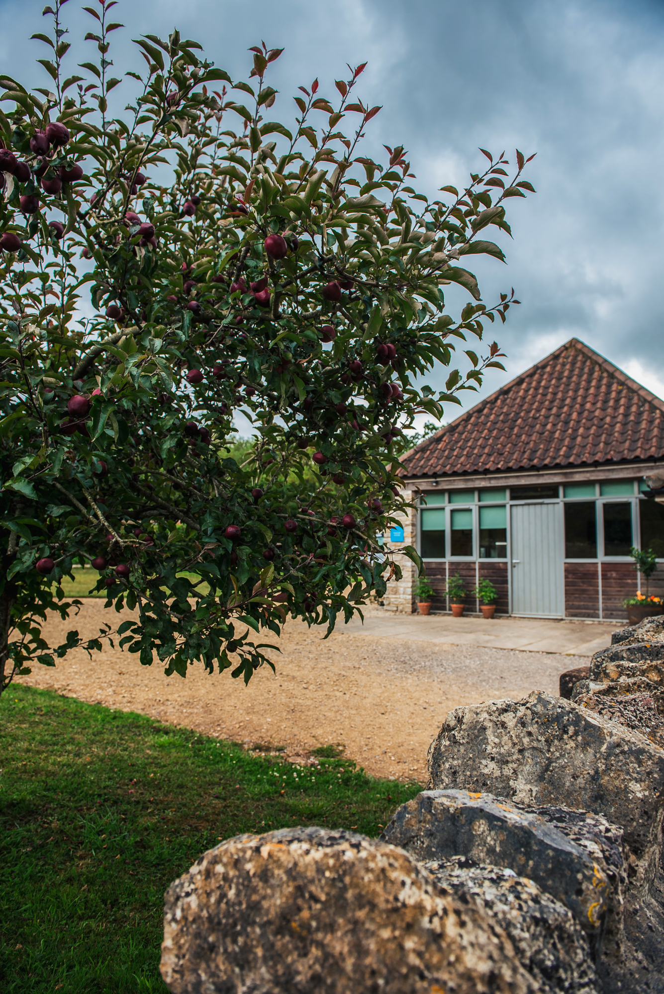 Ripe red apples hang from a tree beside one of Folly Farm’s stone barns under a moody sky.