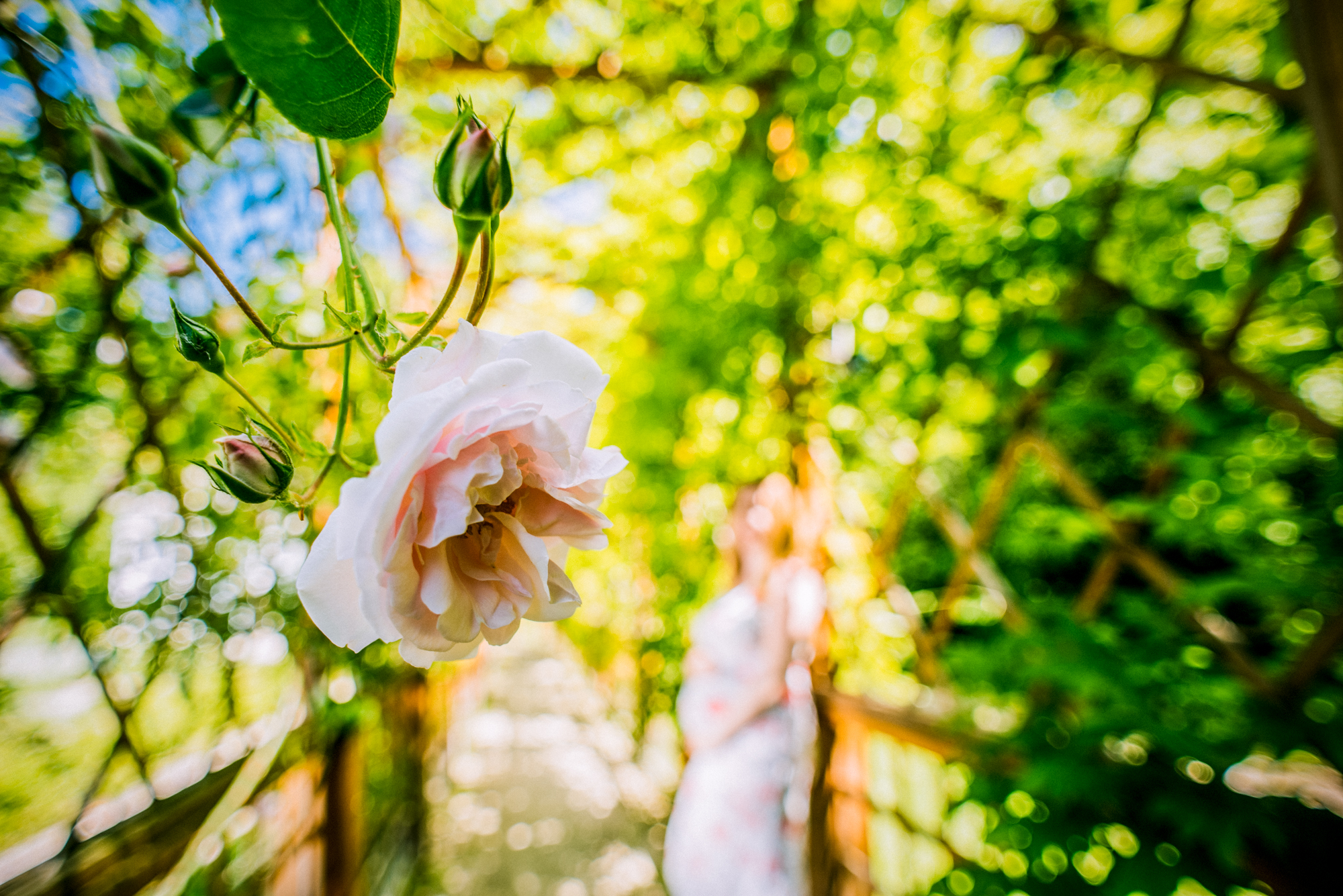 Close-up of pale rose in foreground with pregnant woman softly blurred in background.