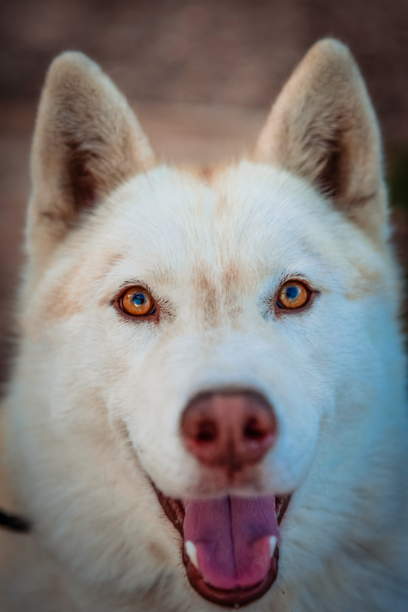 Front-facing portrait of a white husky with bright amber eyes and soft natural light.
