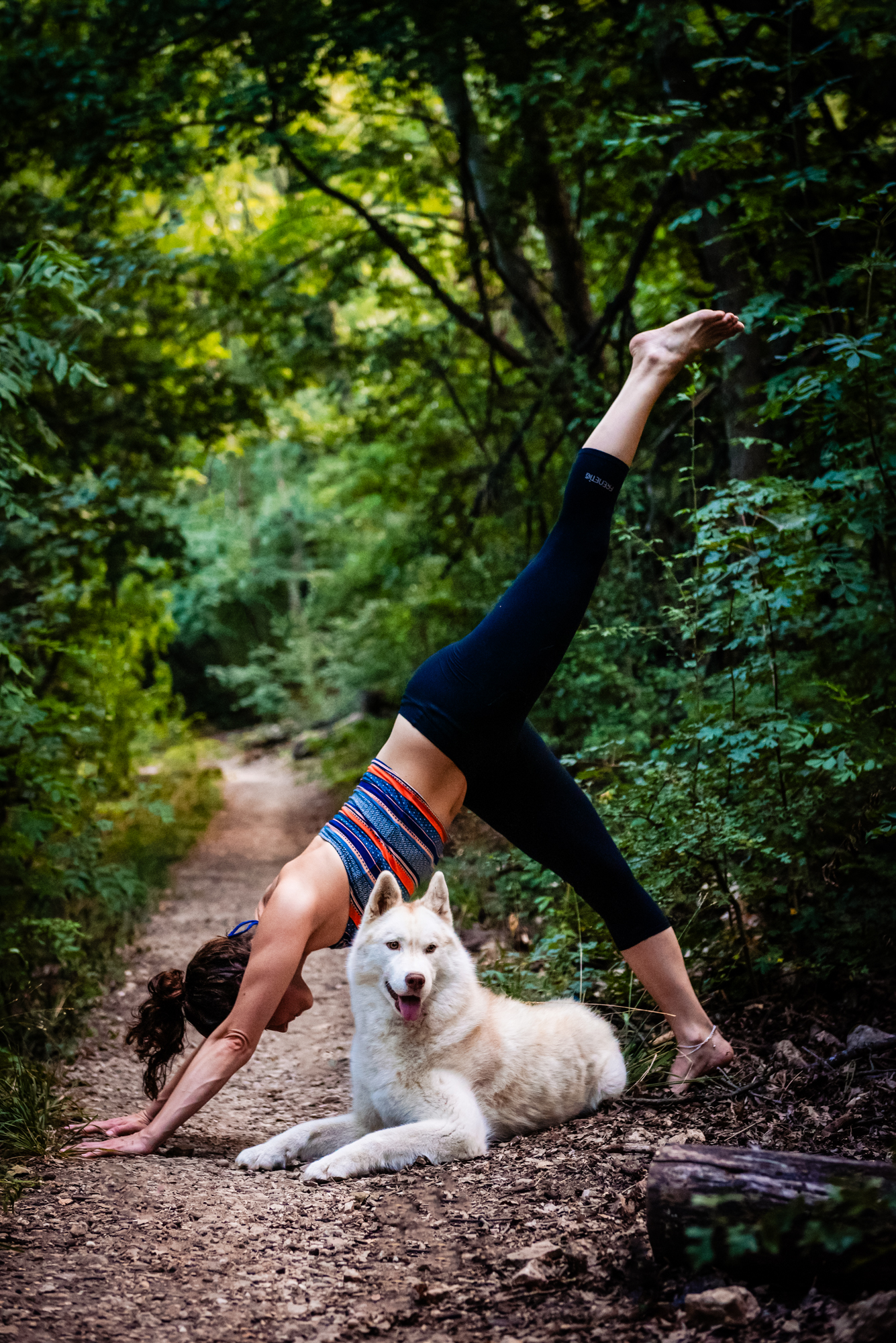 White husky resting beside a woman in downward dog pose during an outdoor yoga session.