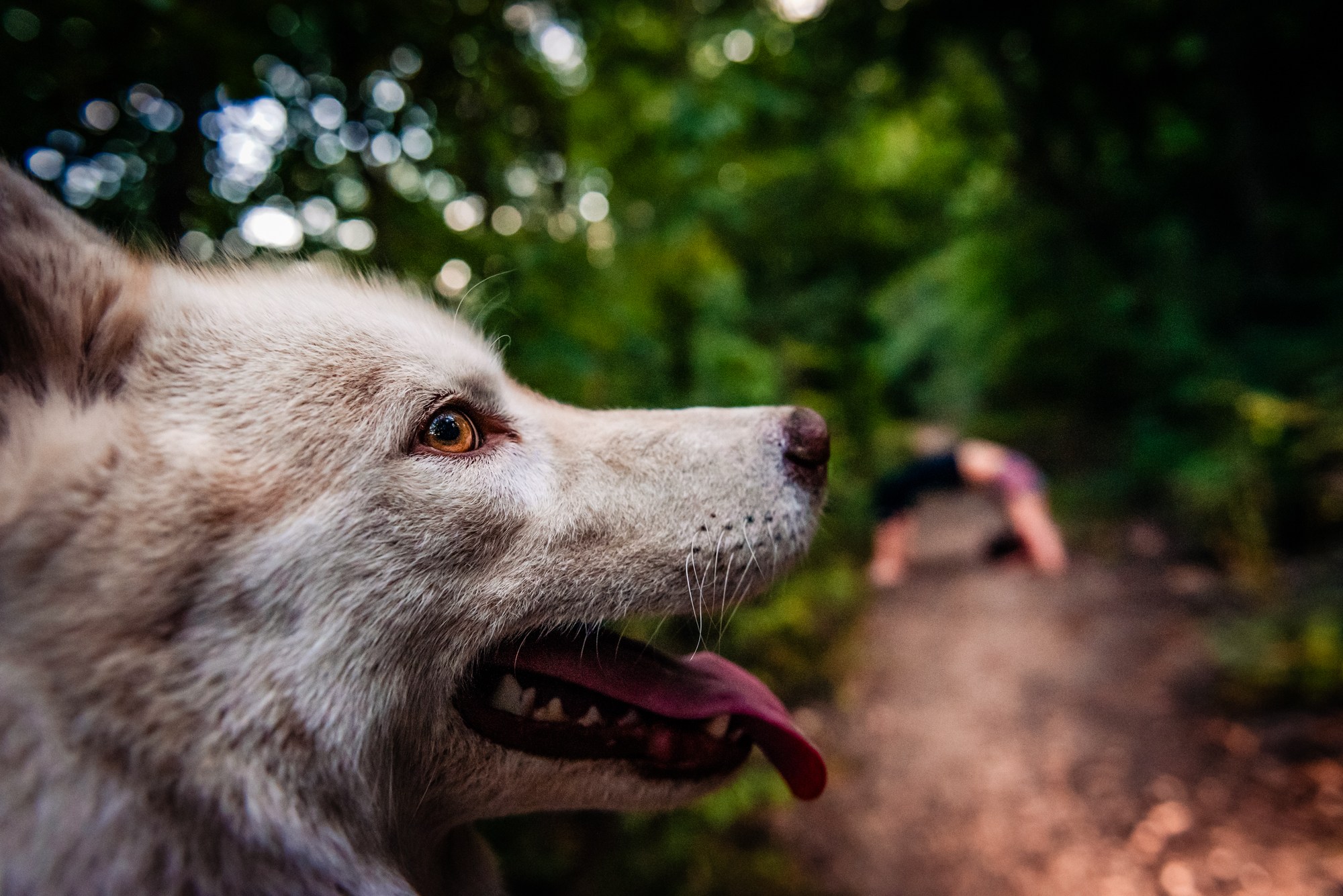 Close-up portrait of a white husky on a woodland trail during a yoga and wellness photoshoot.