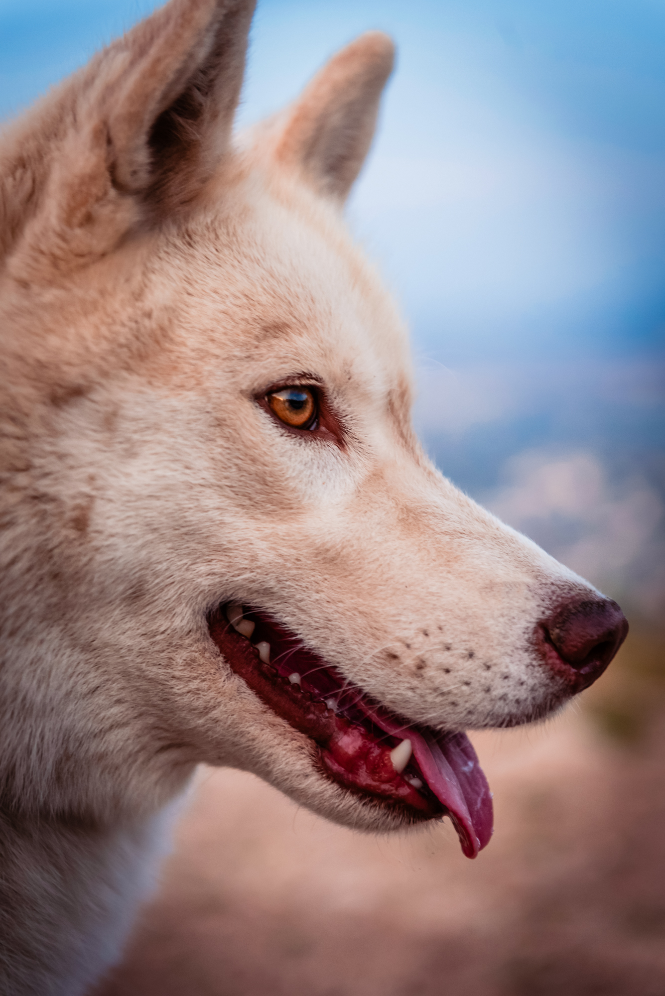 White husky portrait with amber eyes and soft blue background at sunset in Budapest.