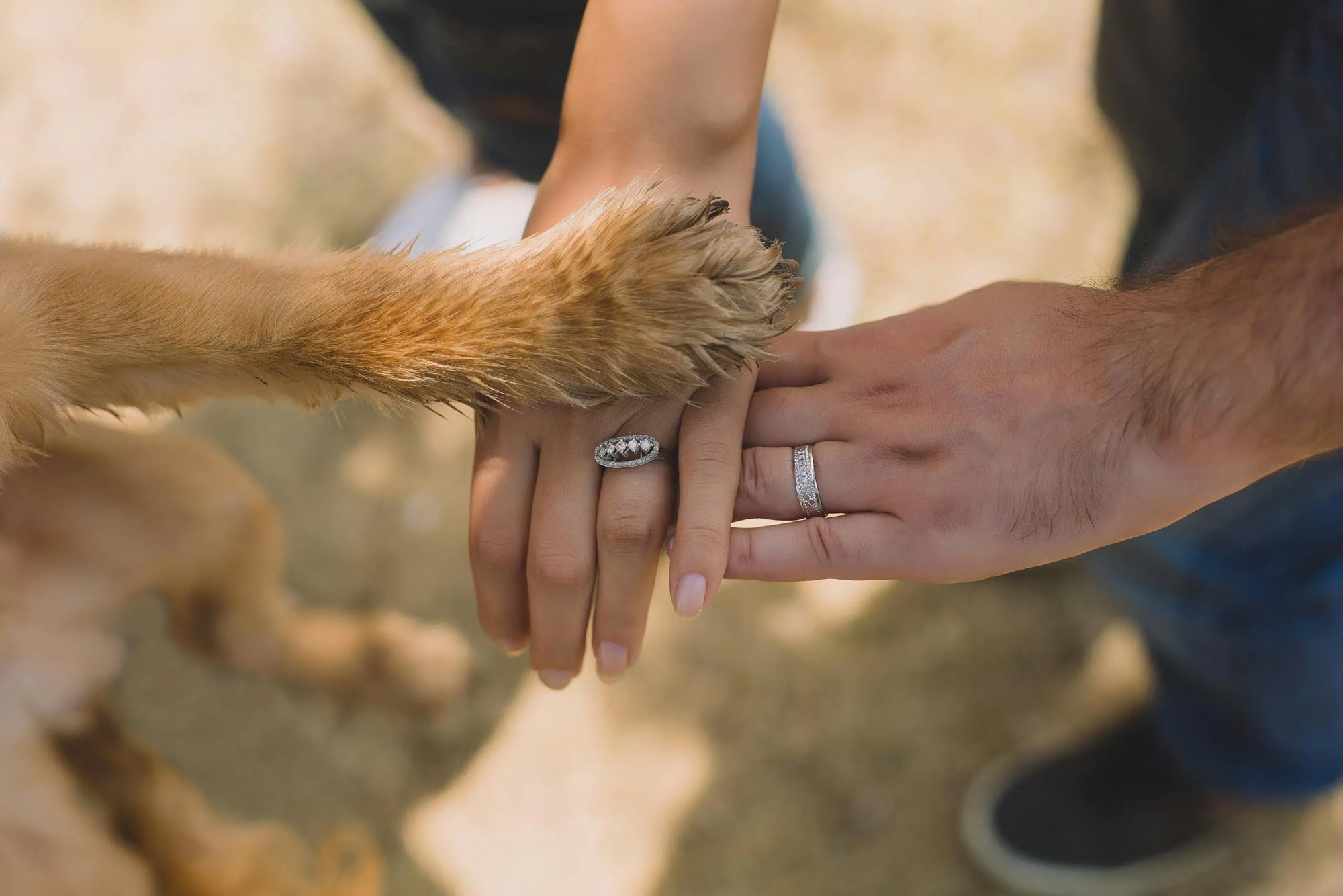 Dog paw touching couple’s hands with wedding rings during outdoor wedding moment
