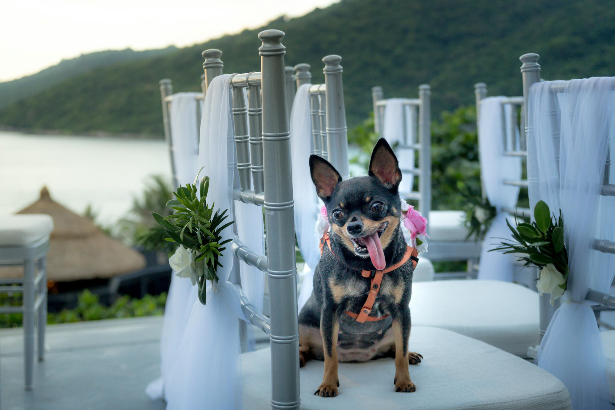 Chihuahua sitting on decorated wedding ceremony chair overlooking coastal venue