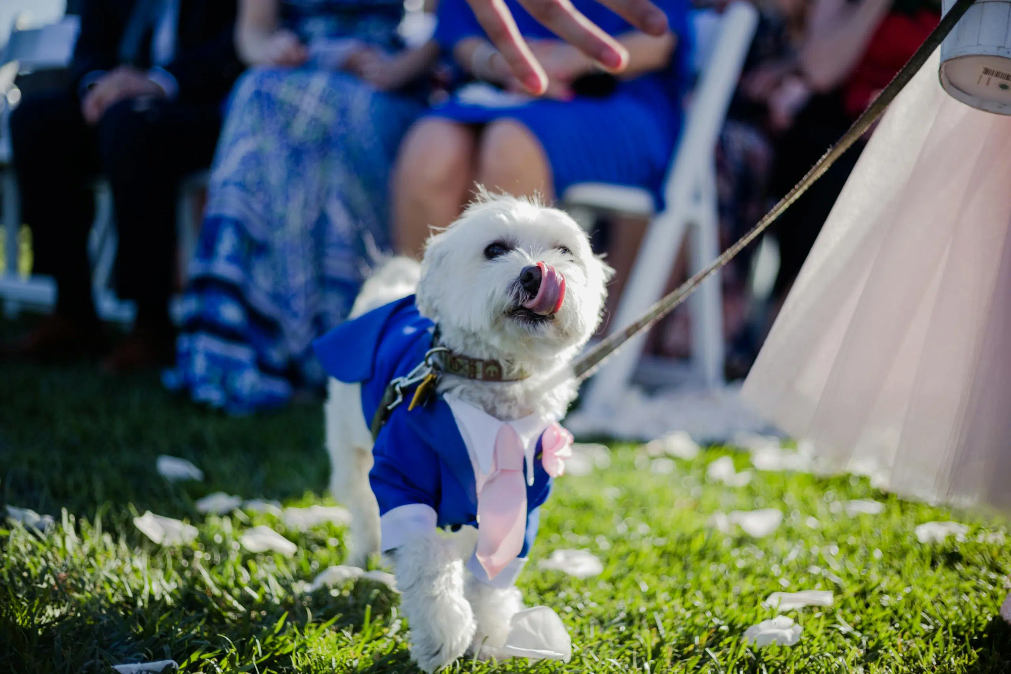 Small dog in blue suit and pink tie walking down the aisle at an outdoor wedding ceremony