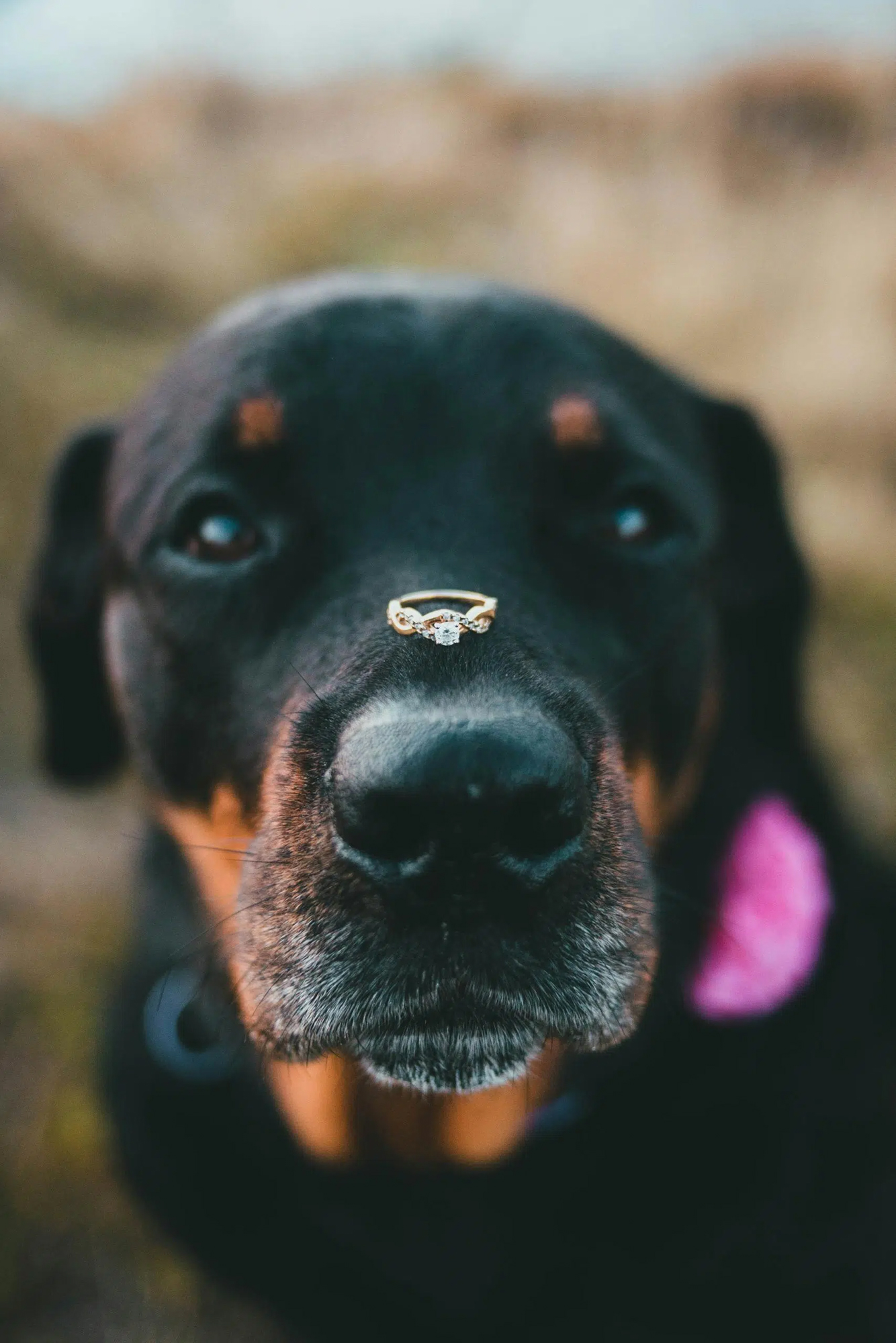 Dog balancing a diamond engagement ring on its nose during playful wedding photo