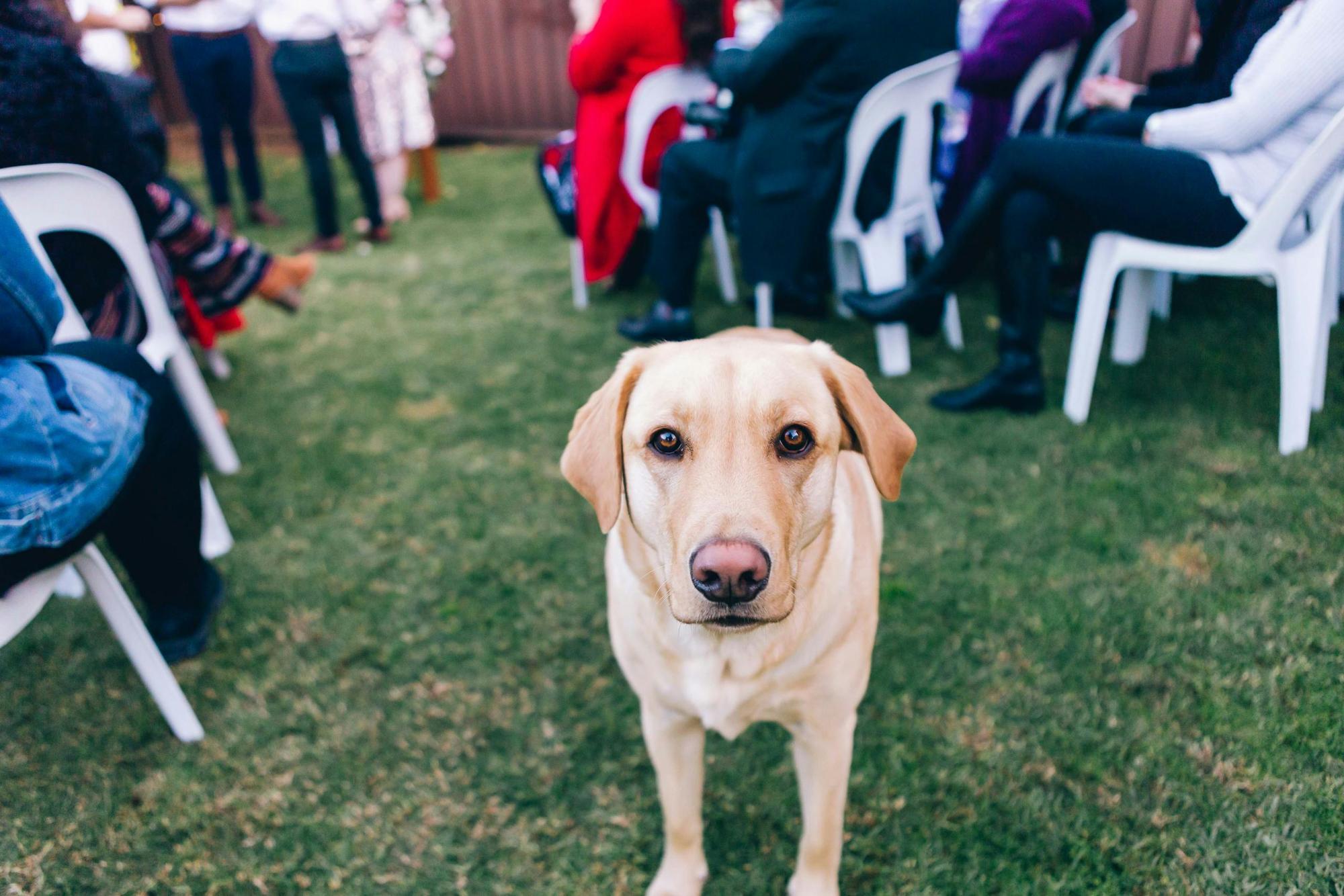 Labrador attending outdoor wedding ceremony with guests seated on grass
