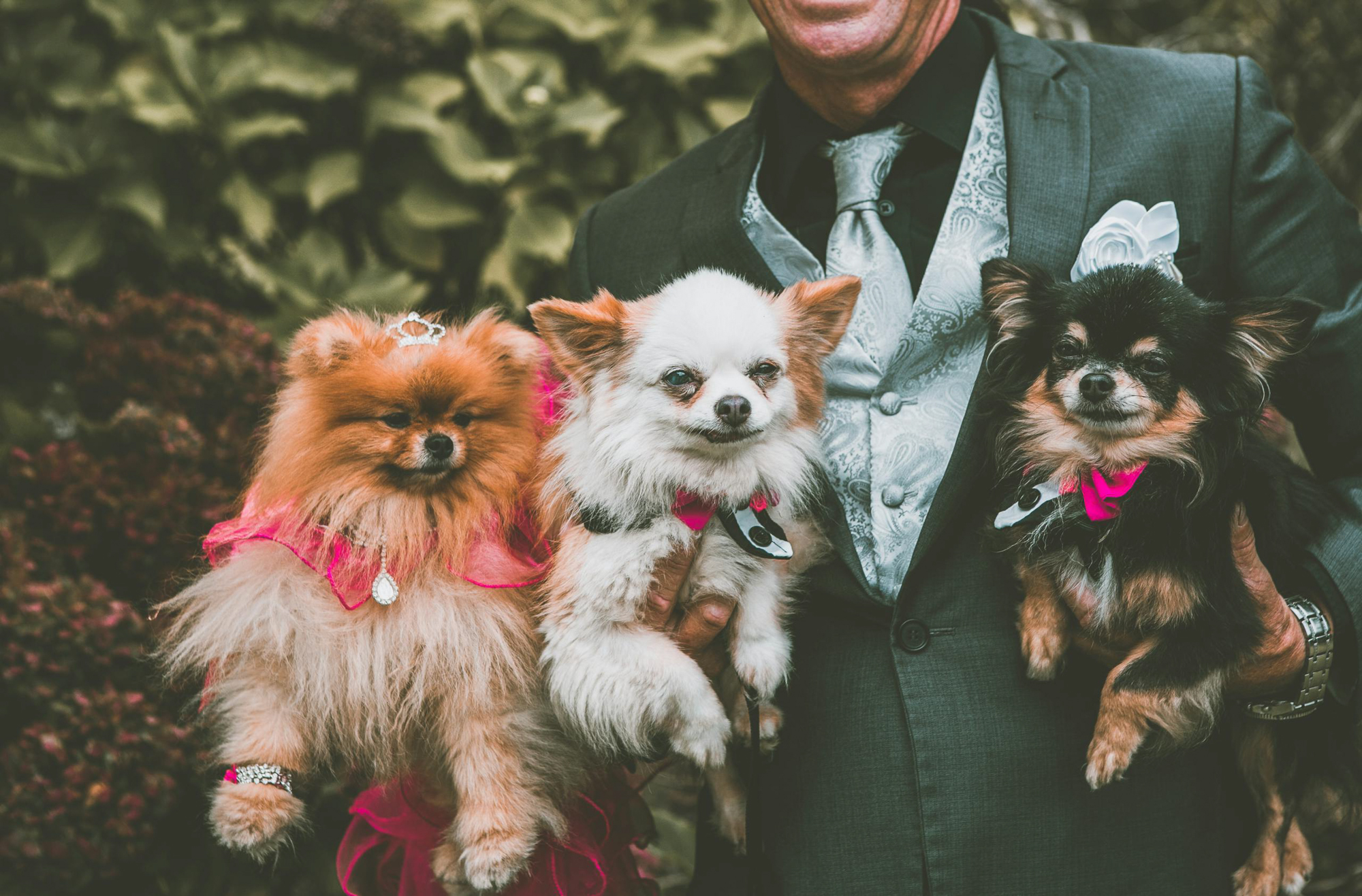 Three small dogs dressed for a wedding being held by guest at outdoor celebration