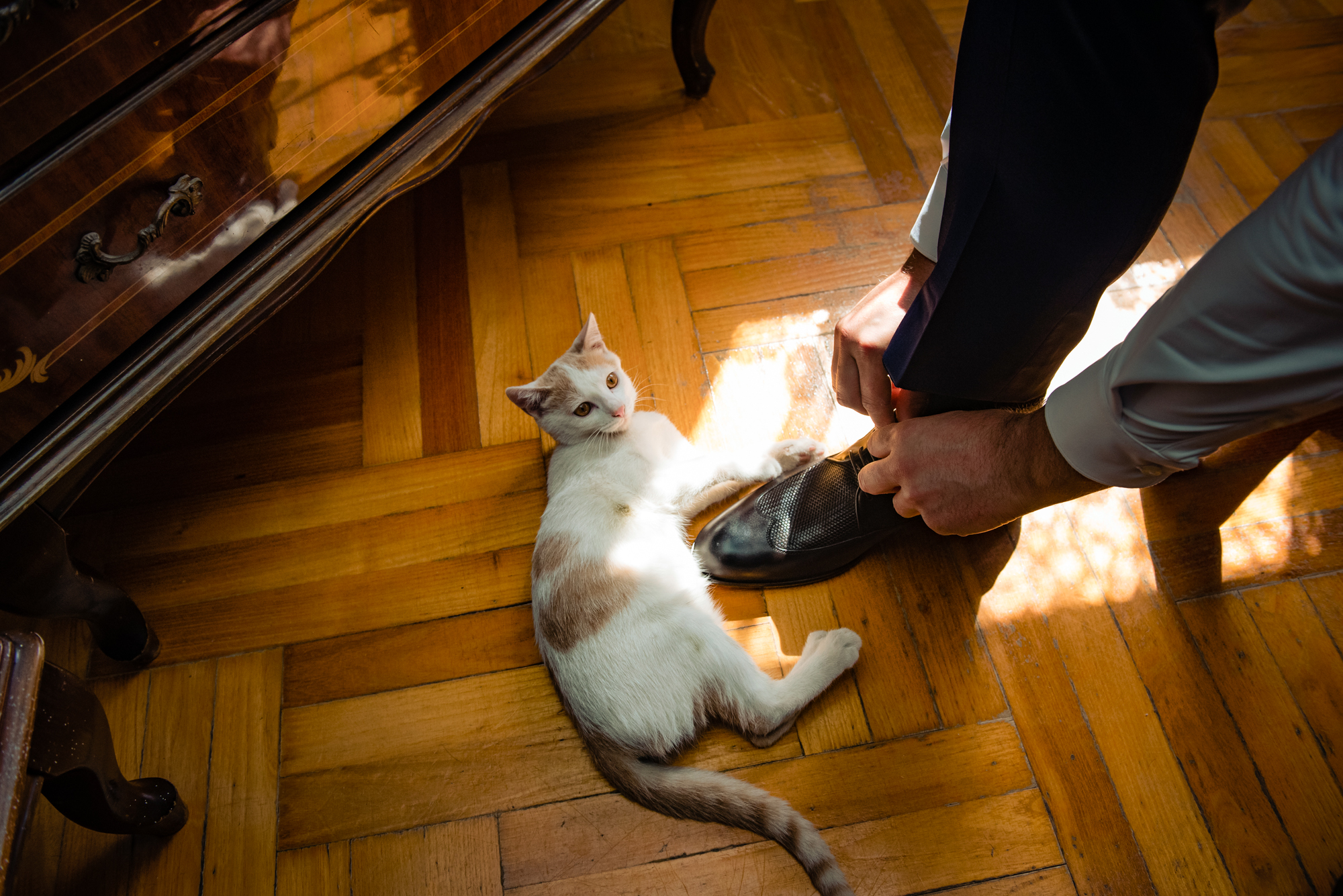 Groom putting on shoes while white cat plays on wooden floor in sunlight.